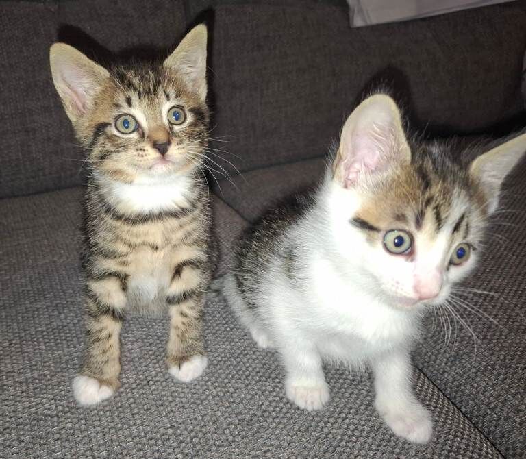 Kittens in stirling - Image 3 of 5