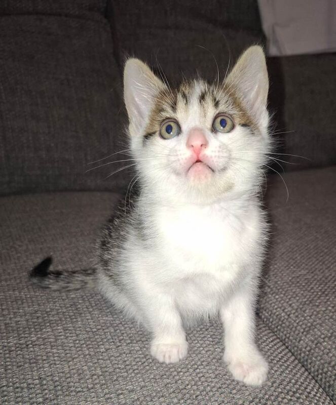 Kittens in stirling - Image 4 of 5