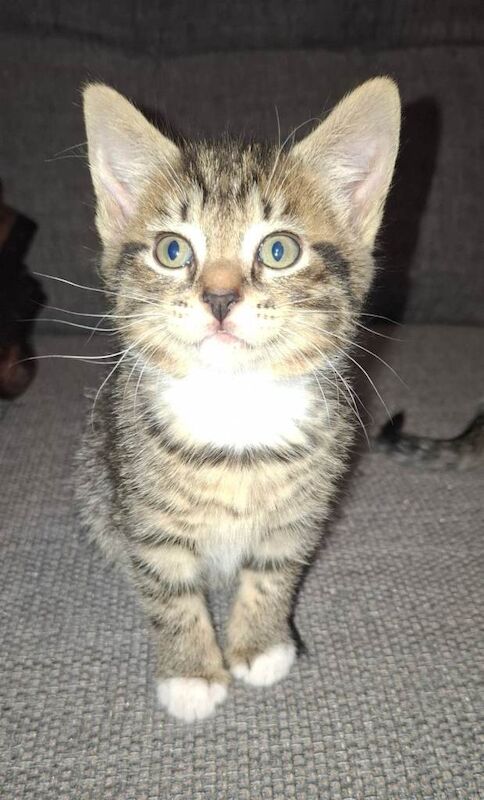 Kittens in stirling - Image 5 of 5