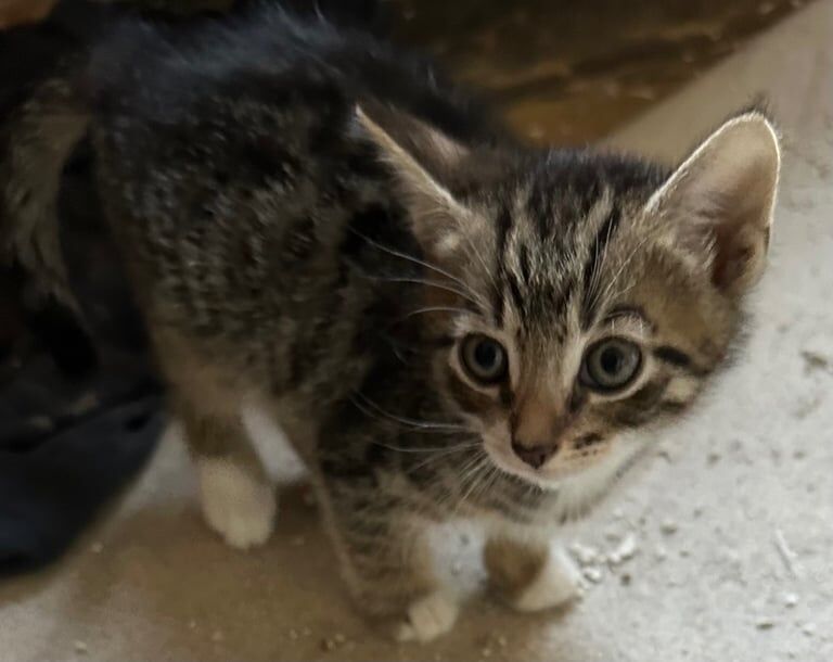 Kittens ready for a new home for sale in Burnage, Greater Manchester