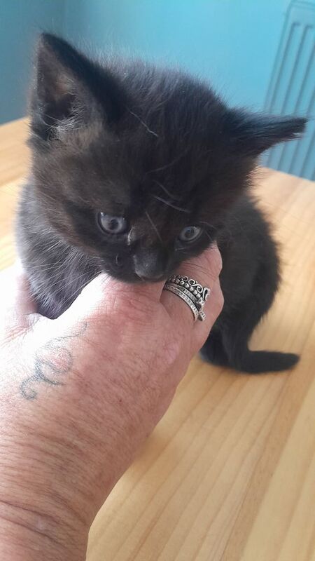 Kittens ready in 4 weeks for sale in Brighton, East Sussex