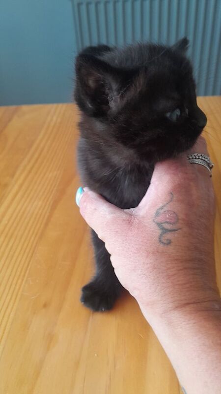 Kittens ready in 4 weeks for sale in Brighton, East Sussex | Image 2