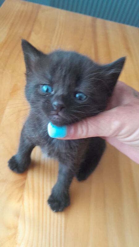 Kittens ready in 4 weeks for sale in Brighton, East Sussex | Image 3