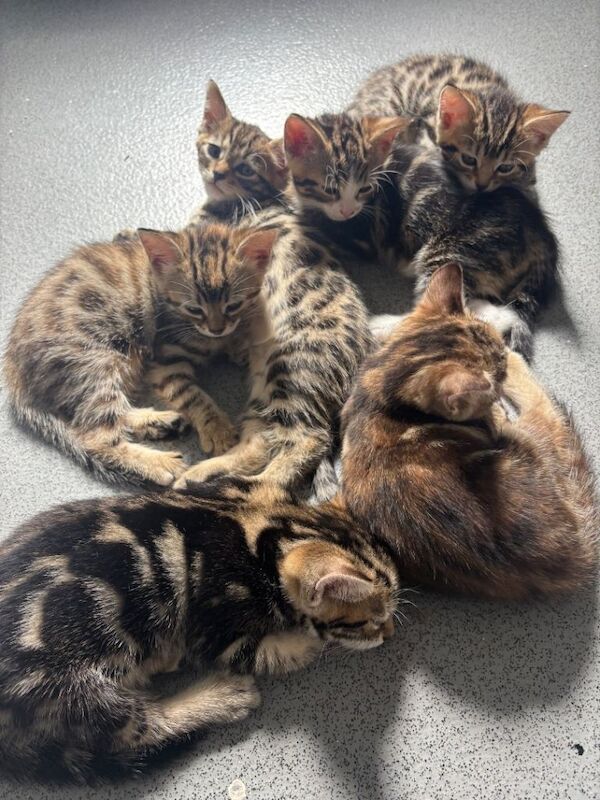 Kittens ready next week