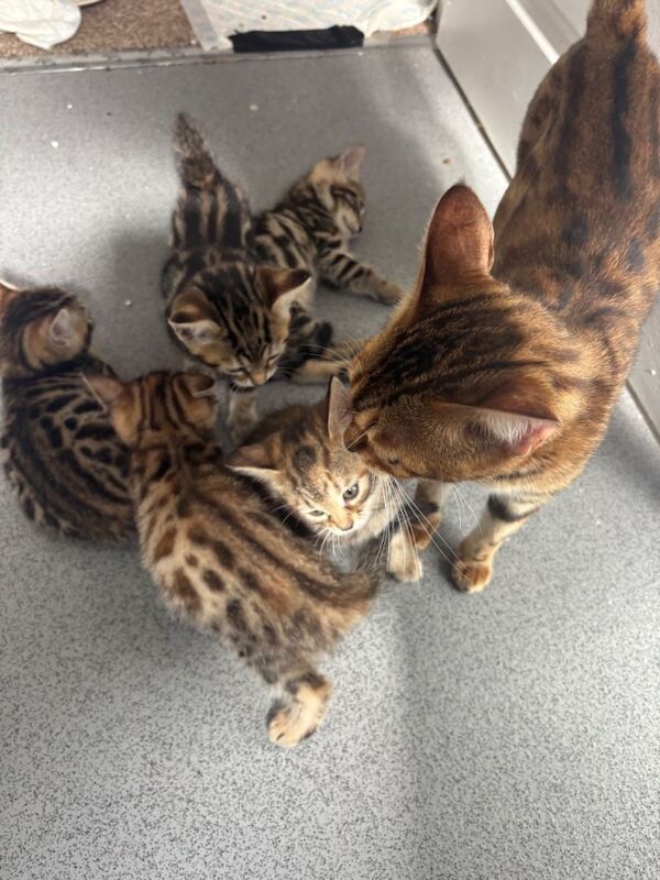 Kittens ready next week - Image 2 of 4