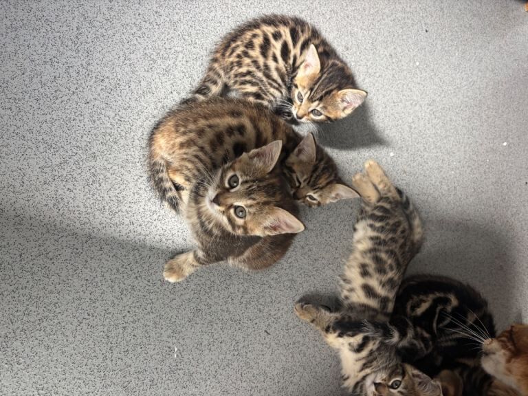 Kittens ready next week - Image 3 of 4