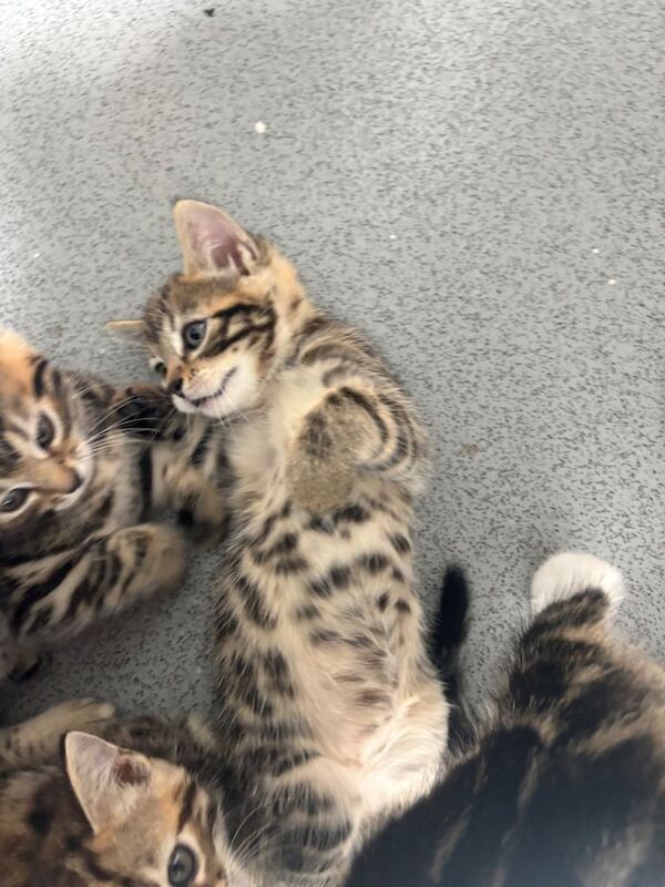 Kittens ready next week - Image 4 of 4