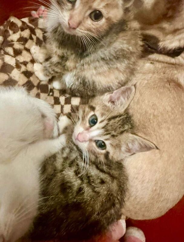 Bengal kittens for sale in Whitley Bay, Tyne and Wear – 3 months old