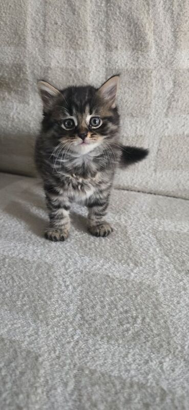 Bengal kittens for sale in Chandler's Ford, Hampshire – 7 weeks old
