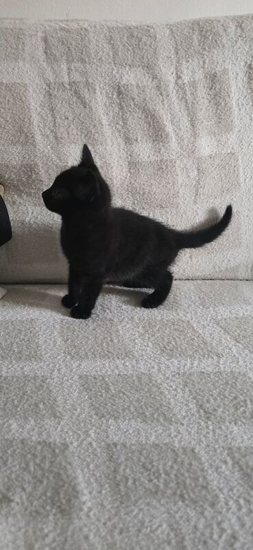 Bengal kittens for sale in Chandler's Ford, Hampshire – 7 weeks old - Image 2 of 3