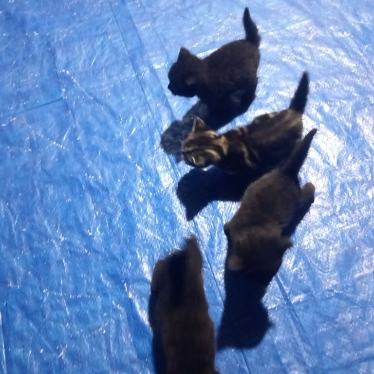 Bengal kittens for sale in Bradford, West Yorkshire – 7 weeks old