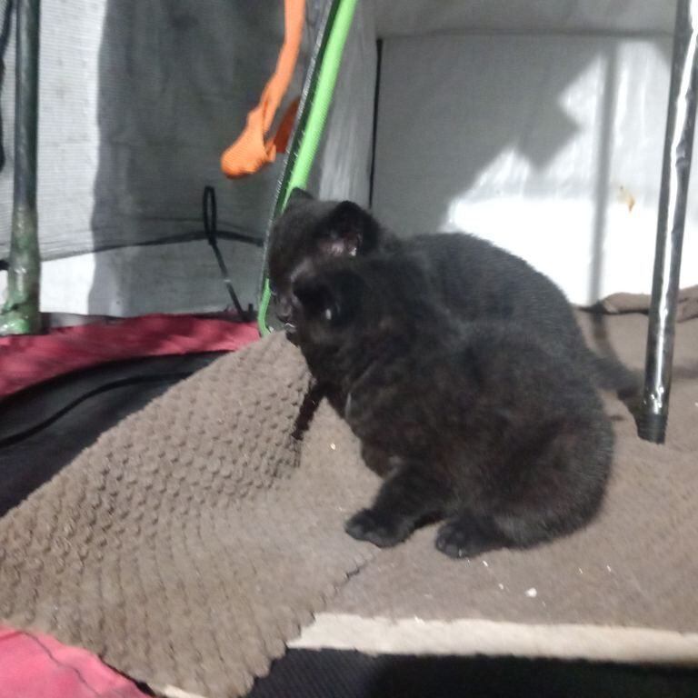 Bengal kittens for sale in Bradford, West Yorkshire – 7 weeks old - Image 2 of 5