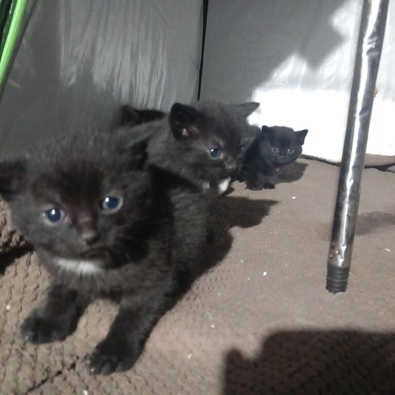 Bengal kittens for sale in Bradford, West Yorkshire – 7 weeks old - Image 3 of 5