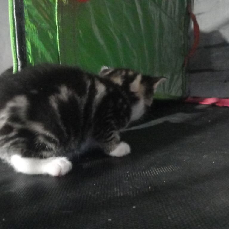 Bengal kittens for sale in Bradford, West Yorkshire – 7 weeks old - Image 4 of 5