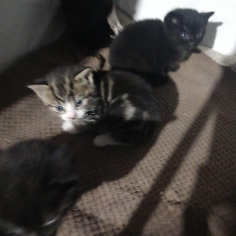 Bengal kittens for sale in Bradford, West Yorkshire – 7 weeks old - Image 5 of 5