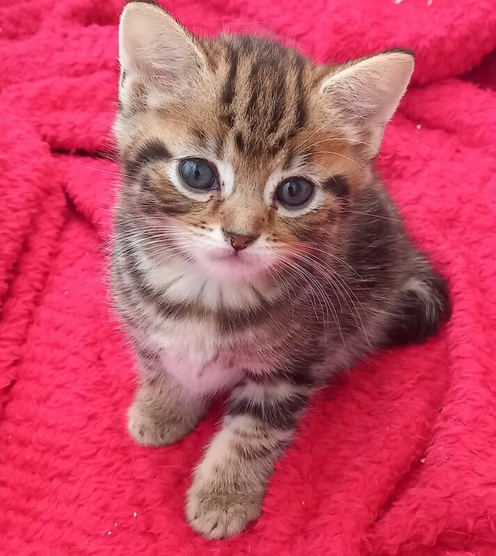Bengal kittens for sale in Hereford, Herefordshire – 8 weeks old