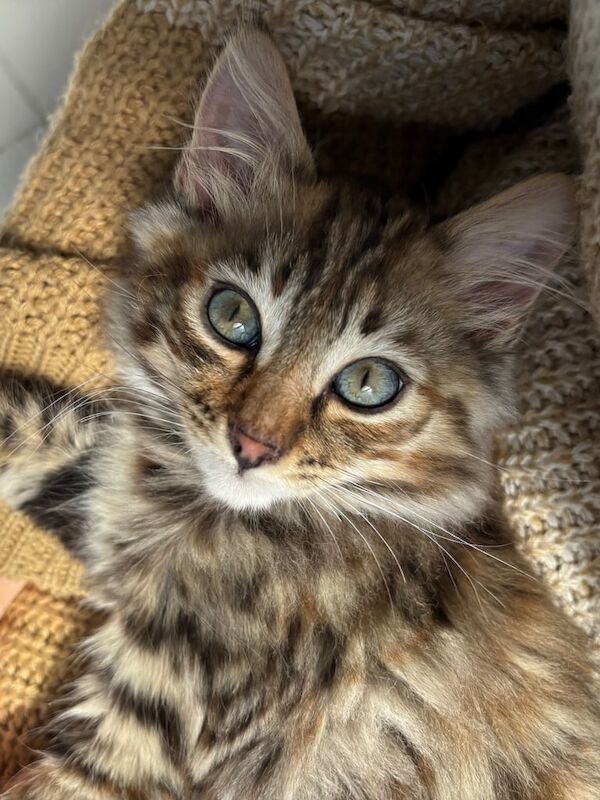 LAST BROWN BENGAL KITTEN UNIQUE MARKINGS OPEN TO OFFERS for sale in Plaistow, Greater London