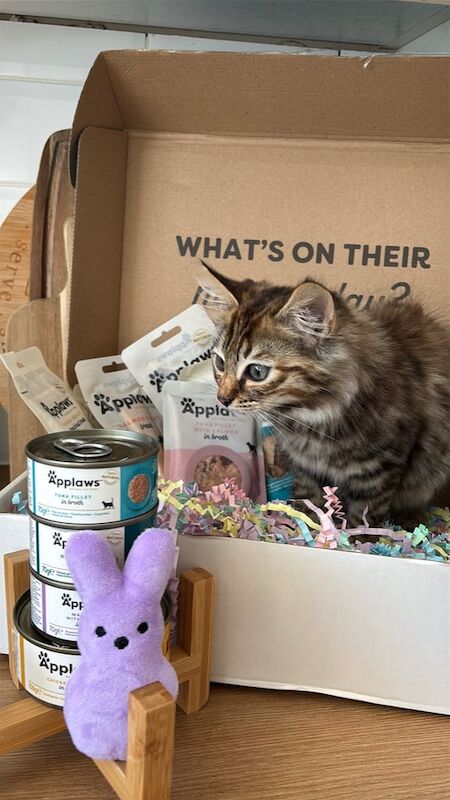 LAST BROWN BENGAL KITTEN UNIQUE MARKINGS OPEN TO OFFERS for sale in Plaistow, Greater London | Image 2