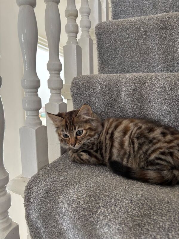 LAST BROWN BENGAL KITTEN UNIQUE MARKINGS OPEN TO OFFERS for sale in Plaistow, Greater London | Image 3