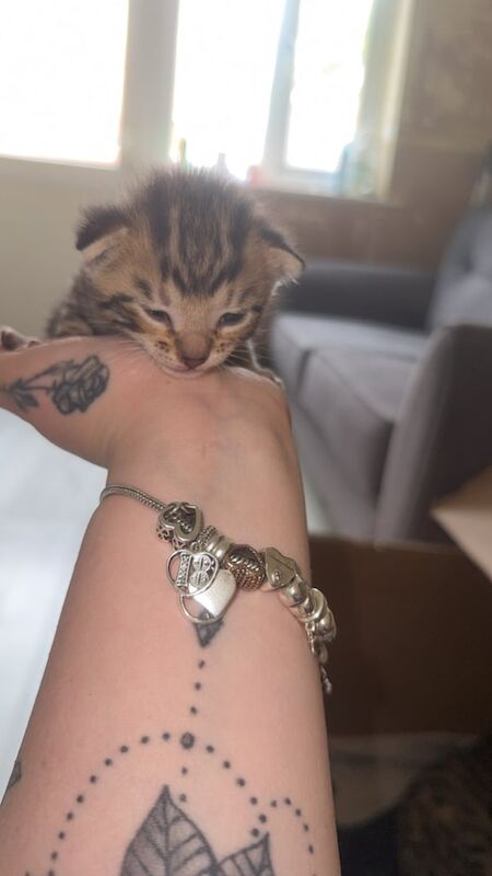 Last female bengal for sale in West Heath, West Midlands