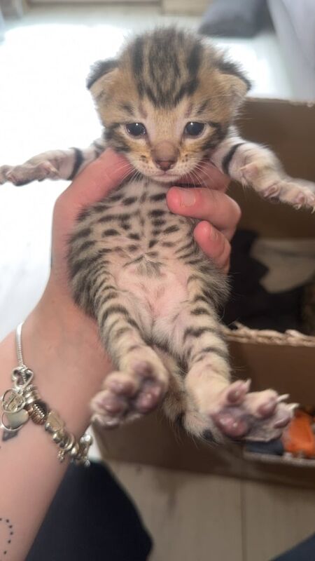 Last female bengal for sale in West Heath, West Midlands - Image 2
