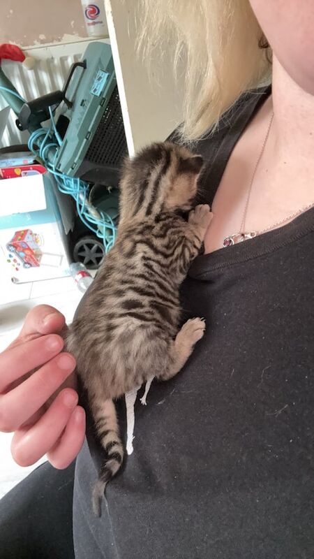 Last female bengal for sale in West Heath, West Midlands - Image 3