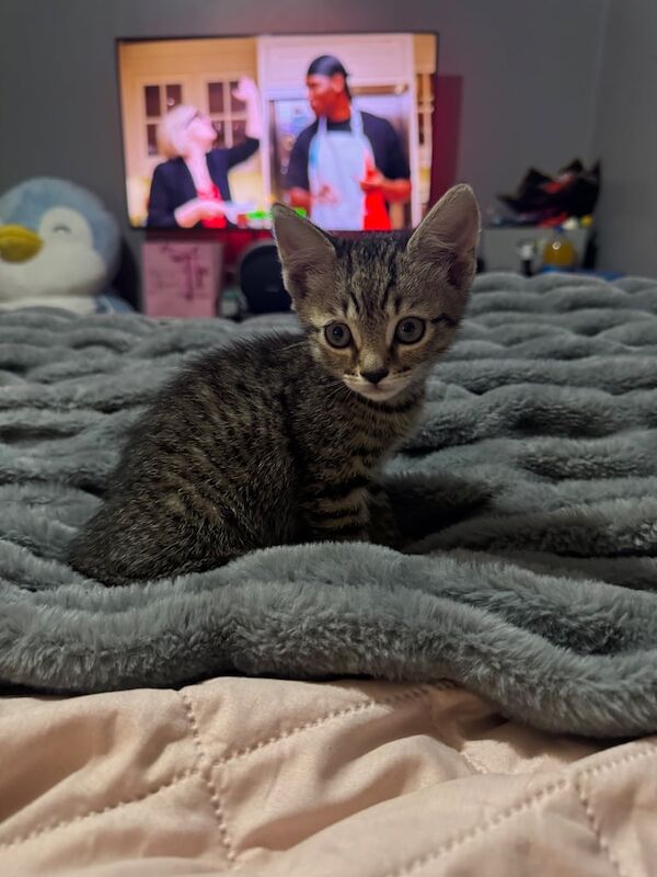 Last kitten left for sale in Reading, Berkshire