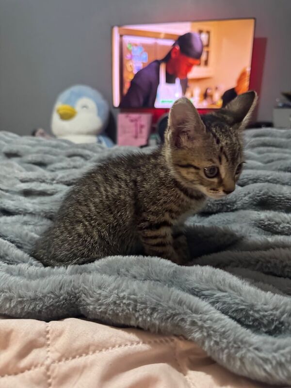 Last kitten left for sale in Reading, Berkshire | Image 2