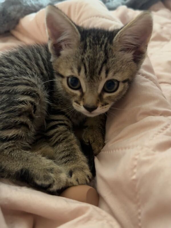 Last kitten left for sale in Reading, Berkshire | Image 3