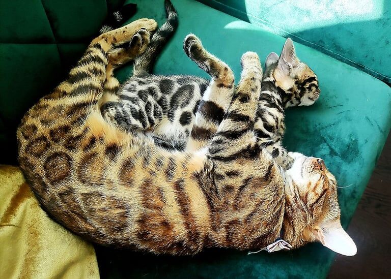 Bengal kittens for sale in Langley Park, Durham – 8 weeks old