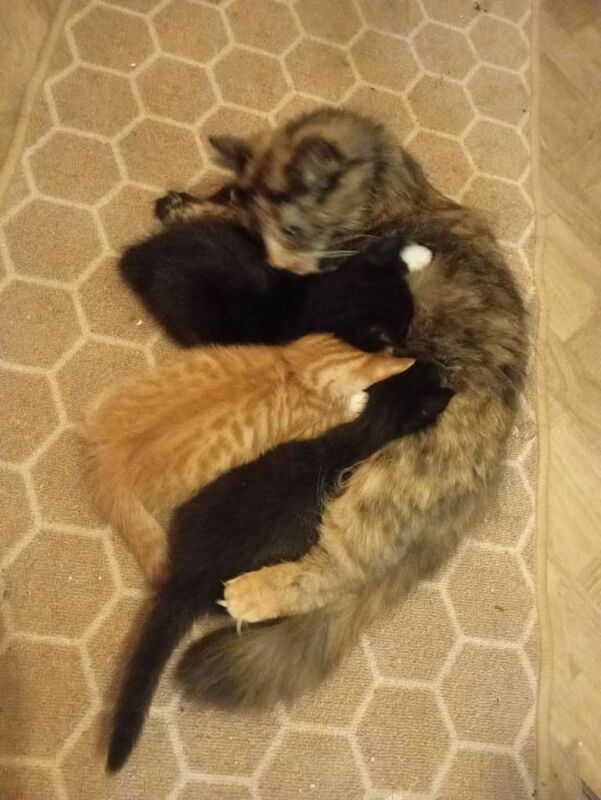 Long hair kittens - Image 2 of 6