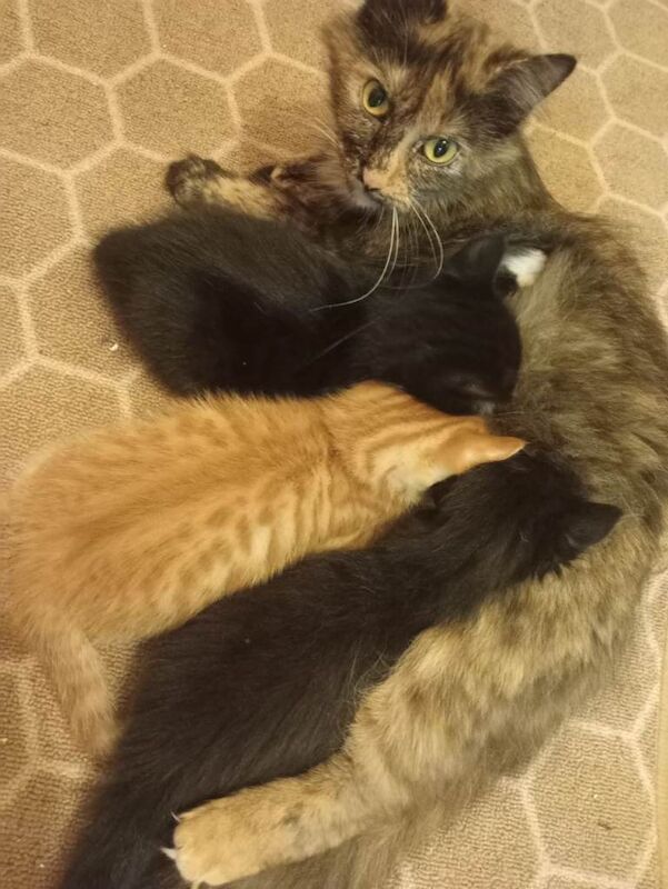 Long hair kittens - Image 3 of 6