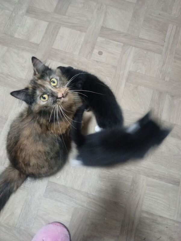 Long hair kittens - Image 4 of 6