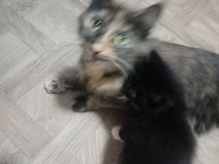 Long hair kittens - Image 5 of 6