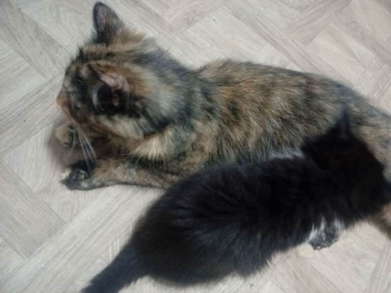 Long hair kittens - Image 6 of 6