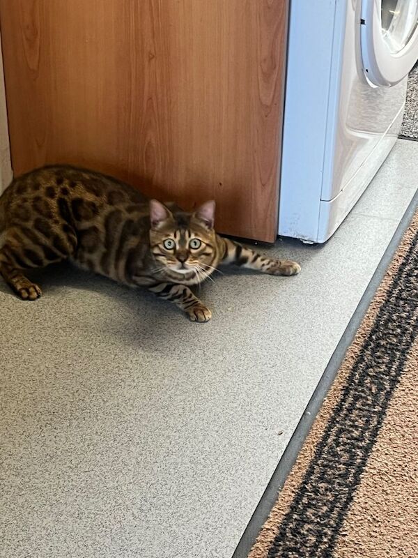 Bengal Kittens For Sale