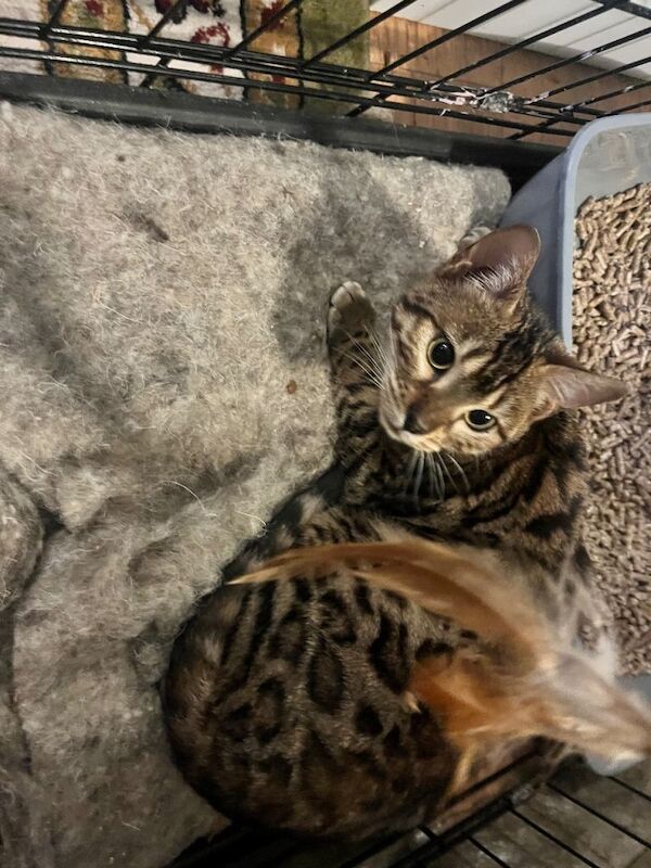 Bengal kittens for sale in Wotton-under-Edge, Gloucestershire – 1 year old - Image 2 of 3