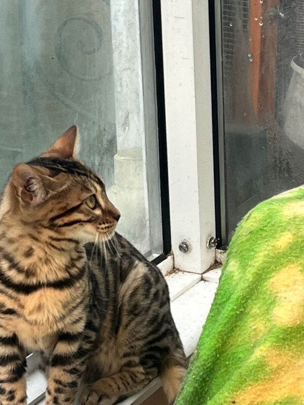 Bengal kittens for sale in Wotton-under-Edge, Gloucestershire – 1 year old - Image 3 of 3
