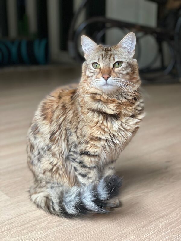Bengal kittens for sale in Banchory, Kincardineshire – 5 years old