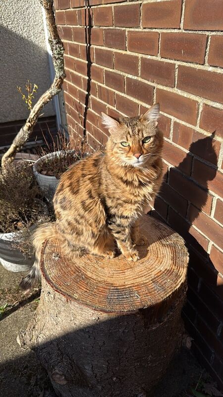 Bengal kittens for sale in Banchory, Kincardineshire – 5 years old - Image 2 of 3