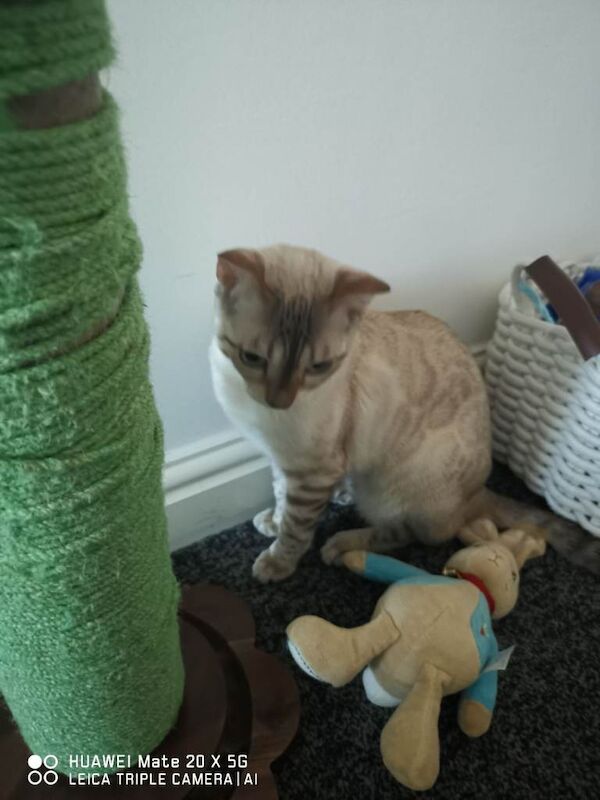 Lovely Indoor Cat Oliver Looking for a Loving New Home