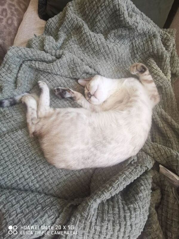 Lovely Indoor Cat Oliver Looking for a Loving New Home - Image 5 of 5