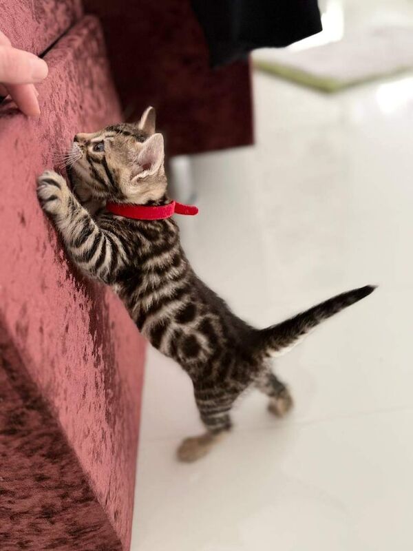 Lovely natured and well-socialized Bengal GIRL. for sale in Hampstead, Greater London