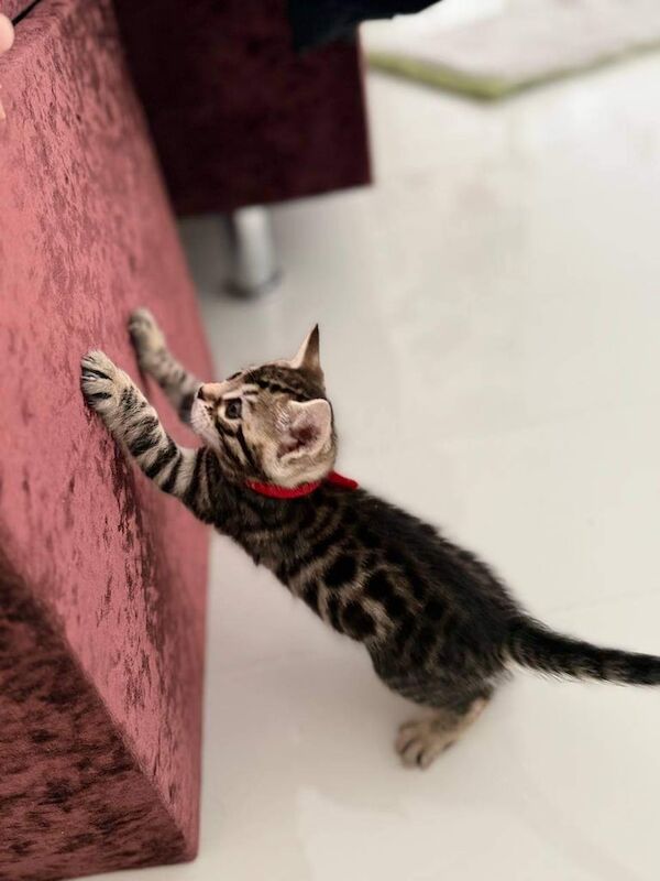 Lovely natured and well-socialized Bengal GIRL. for sale in Hampstead, Greater London | Image 2