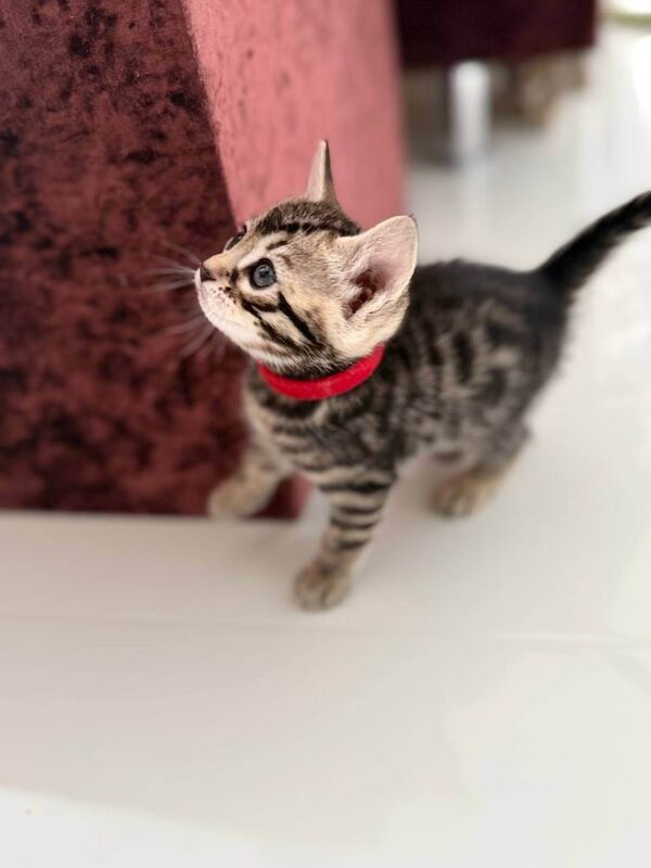 Lovely natured and well-socialized Bengal GIRL. for sale in Hampstead, Greater London | Image 3