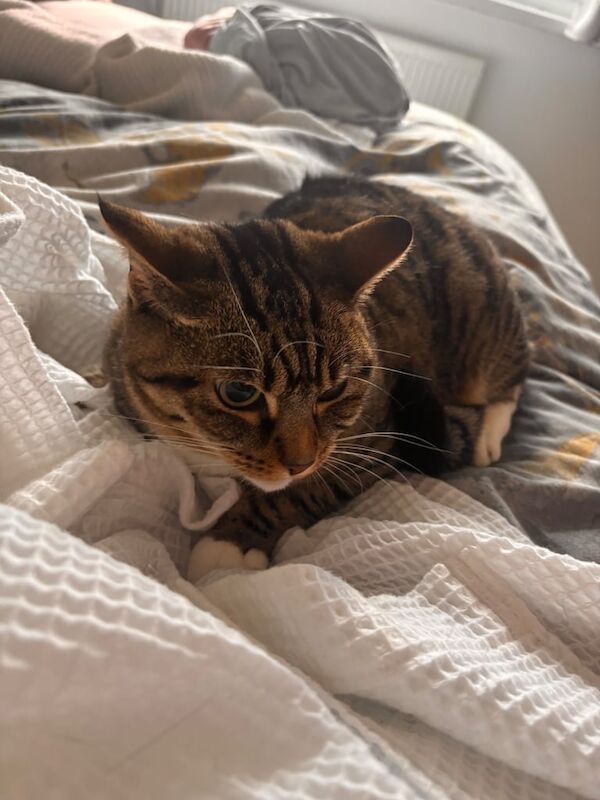 Bengal kittens for sale in South Croydon, Greater London – 3 years old