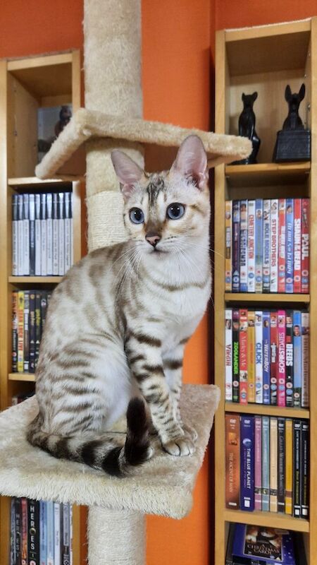 Luna, 5yo female snow - Image 2 of 3