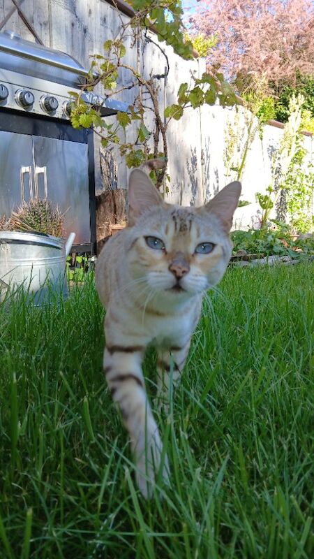 Luna, 5yo female snow - Image 3 of 3