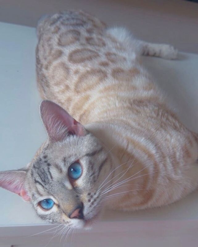 Lynx Bengal Beautiful Coat