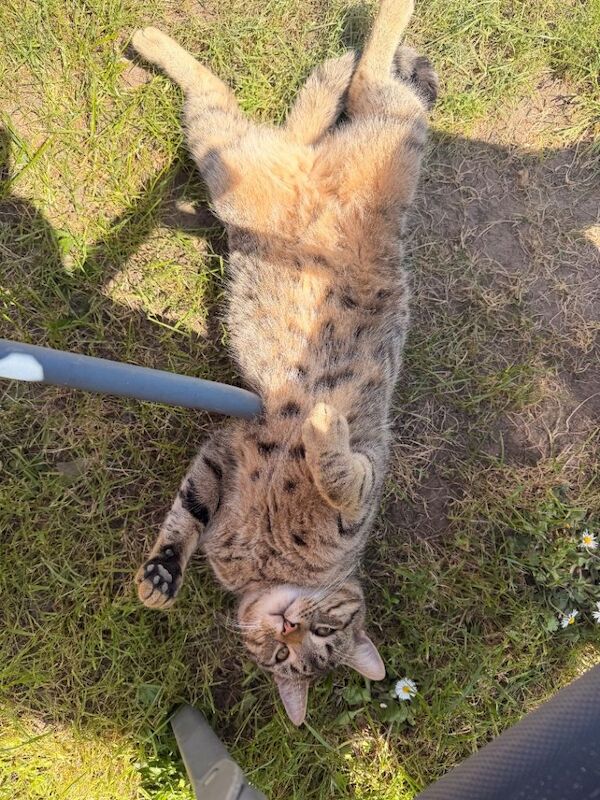 Male 1 year & 10 months Tabby cat - Image 2 of 5